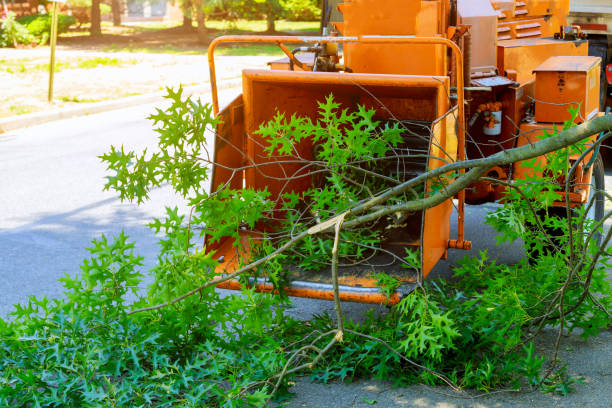 How Our Tree Care Process Works  in  Everett, PA