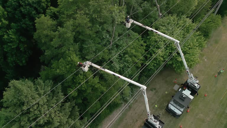 Professional Tree Removal in Everett, PA